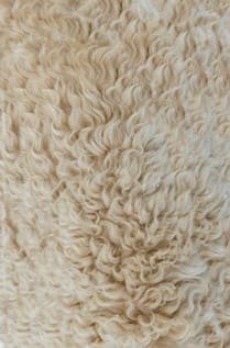 Image of Wool